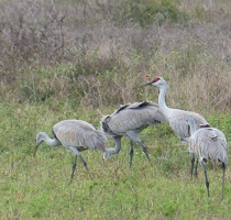 Sandhill Cranes